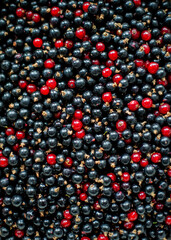 Berrys. Black and red currant