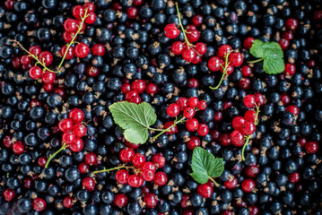 Berry red and black currant