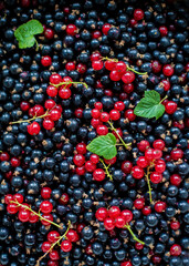 Berry. Rad and black currant