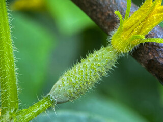 Macrophotography of a growing cucumber on a branch. Growing organic food