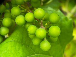 Close-up macrophotography of unripe grapes