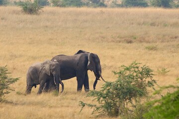 elephants in the savannah in uganda
