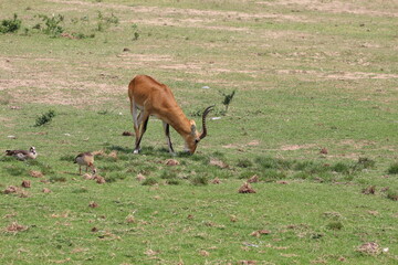 Naklejka na ściany i meble impala deer in the grass in uganda