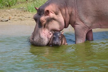 baby hippopotamus in water  in uganda