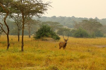 antelope in the savannah  in uganda