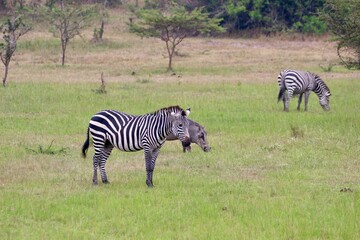 Fototapeta na wymiar zebra in the savannah in uganda