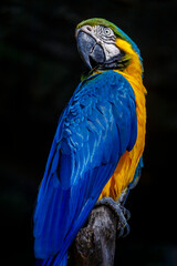 Yellow and blue Macaw parrot in Brazil