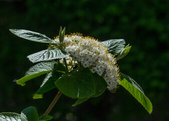 branch of a blossoming bush