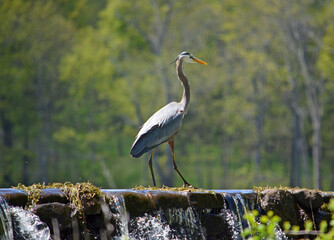 great blue heron