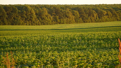 Close-up, sunflower sprouts on an industrial scale. Growing young sunflower plants in a cultivated field. Agricultural background of sunflower plantation. Sunset in golden light. Selective focus.