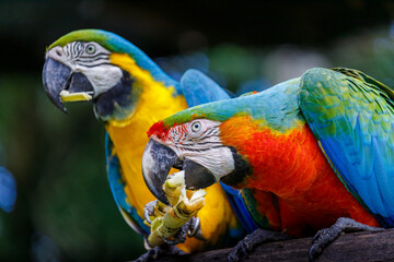 Scarlet and yellow blue macaw eating together in Pantanal, Brazil