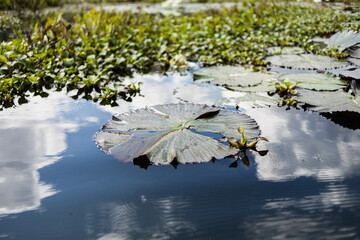 Obraz na płótnie Canvas Hojas verdes flotando en una laguna de Latinoamérica. Concepto de naturaleza y viajes,
