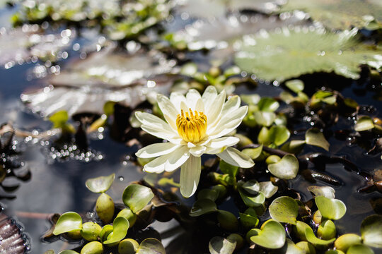 Flor de loto flotando un una laguna con flores verdes alrededor. Concepto de naturaleza y flores.