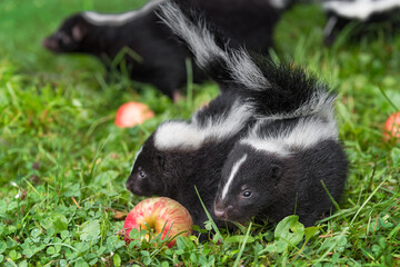 Striped Skunk (Mephitis mephitis) Kits Stand Next to Each Other Tails Up Summer