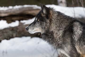 Black Phase Grey Wolf (Canis lupus) Looks Left Log Behind Winter