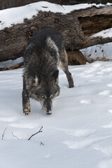 Black Phase Grey Wolf (Canis lupus) Stalks Forward From Log Nose Down Winter
