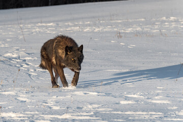 Black Phase Grey Wolf (Canis lupus) Runs Through Field Nose Down Winter