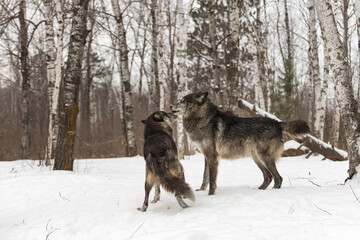 Black Phase Grey Wolf (Canis lupus) Submissively Greets Pack Mate Winter