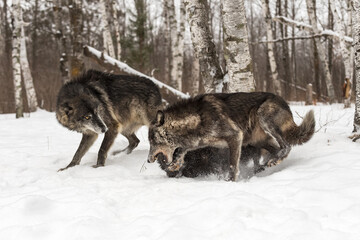 Black Phase Grey Wolf (Canis lupus) Disciplines Pack Mate While Second Watches Winter
