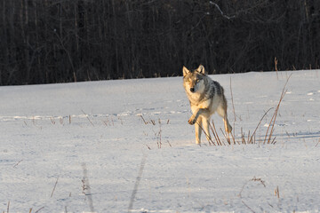 Grey Wolf (Canis lupus) Runs Forward in Field Front Paw Up Winter