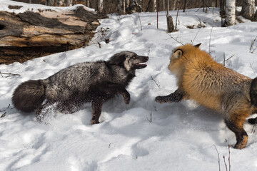Obraz premium Silver and Red Fox (Vulpes vulpes) Tussle Kicking Up Snow Winter