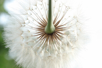 Dandelion on a background of bright sky. Dandelion abstract background. Freedom to Wish.  Shallow depth of field. Abstract dandelion flower background. Seed macro closeup.