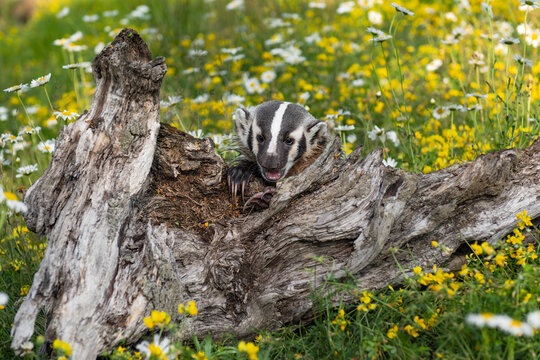 North American Badger (Taxidea taxus) Cub Pops Head Up Over Log Mouth Open Summer