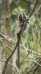 monkey eating in the jungle