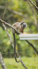 monkey eating in the jungle