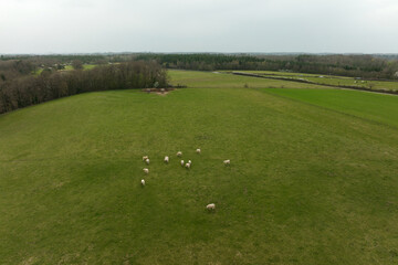Fototapeta premium Aerial view of herd of cows grazing on farmland field