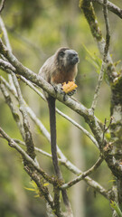 monkey eating in the jungle
