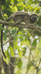monkey eating in the jungle