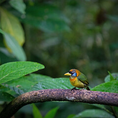 Female red headed Barbet (Eubucco bourcierii) of the Capitonidae family, Mindo cloud forest, Ecuador.