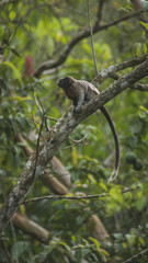 monkey eating in the jungle