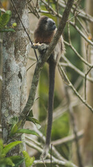 monkey eating in the jungle