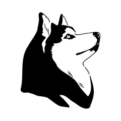 Husky isolated on white background. Stencil. Dog silhouette. © Elala 9161