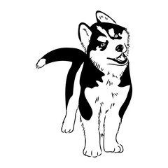 Husky isolated on white background. Stencil. Dog silhouette. © Elala 9161