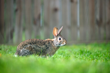 Grey small hare eating grass on summer field. Wild rabbit in nature