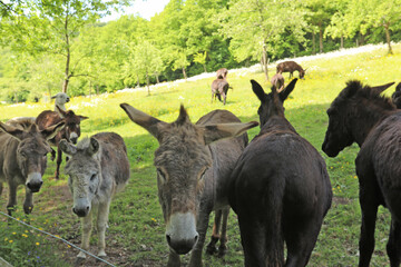 Herd of donkeys with a lama in a meadow in Belgium