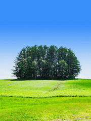 Obraz premium 夏の北海道 美瑛