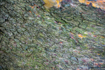 Abstract background-greenish tree bark