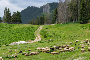 Herd of sheep on meadow on hillside against backdrop of Rhodope mountains with spruce forests and vegetation