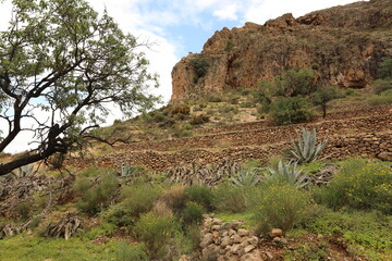 Obraz premium Mountain view with rocks, green plants, flowers, path, dry hot seasonal climate Andalusia Spain