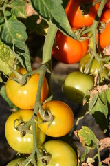 Pomodori bio in maturazione