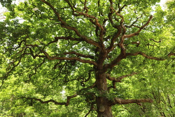 Fototapeta premium Green big oak tree with huge trunk in the middle of the Pine forest