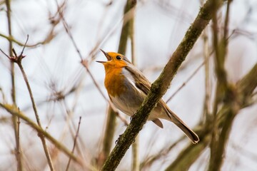 Aves libres 