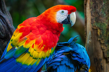 Colorful Macaw parrot back view wings details