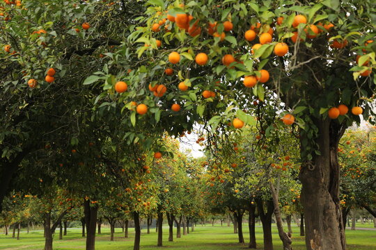 Orange trees in a garden in Seville, Andalusia, Spain. Very green leaves with grass and flowers