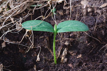 Growing cucumber seedlings in greenhouse