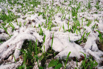Poplar fluff on city park lawn. Close-up
